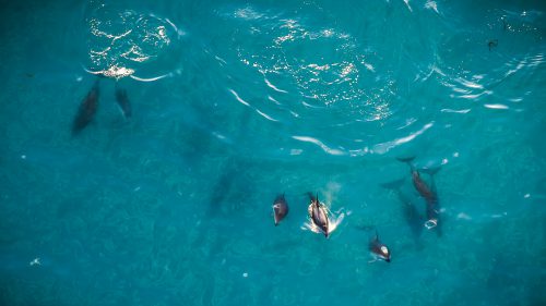 Dolphin Aerial Photography